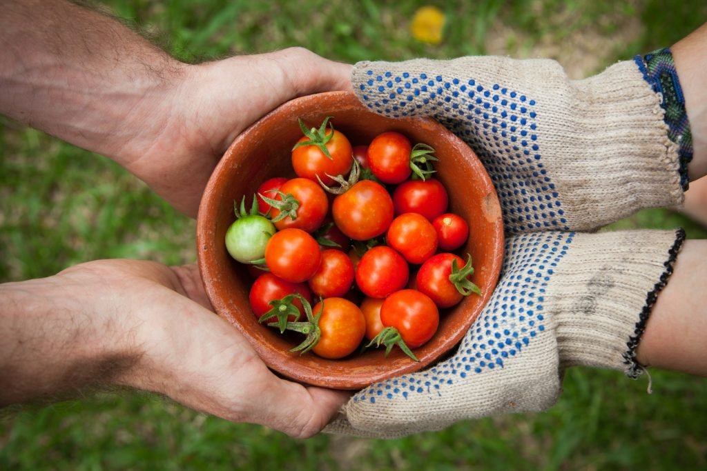 Contactar Agricultura Parial Estrada en Lleida - bowl of tomatoes served on person hand